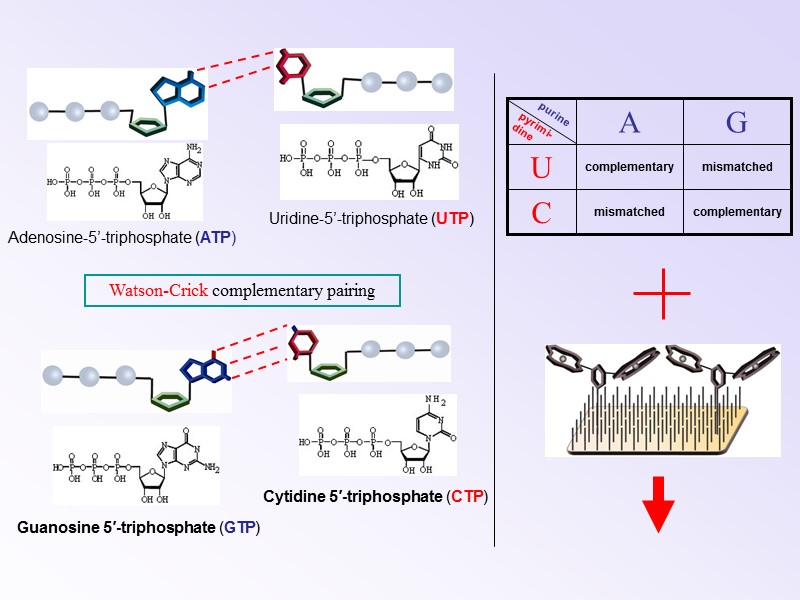 Cytidine 5′-triphosphate (CTP) Adenosine-5’-triphosphate (ATP) Uridine-5’-triphosphate (UTP) Guanosine 5′-triphosphate (GTP) Watson-Crick complementary pairing